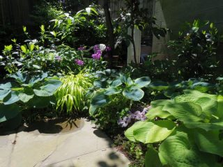 終了しました 日陰をいかす庭づくり講座 シェードガーデンの楽しみ方 吹田市 花とみどりの情報センター 千里 江坂