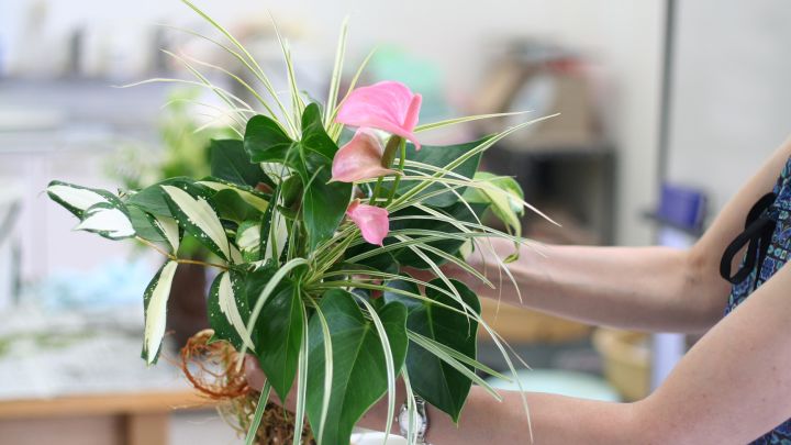 終了しました ギャザリング講習会 観葉植物のインテリアデザイン 吹田市 花とみどりの情報センター 千里 江坂