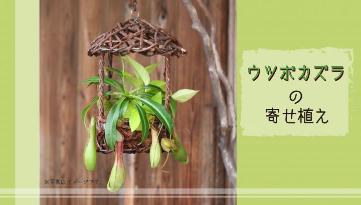 #2897 ~終了しました~ウツボカズラの寄せ植え