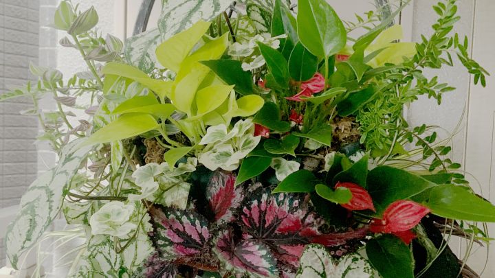 終了しました 観葉のハンギングバスケット 吹田市 花とみどりの情報センター