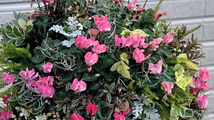 終了しました プランツ ギャザリング講習会 シクラメンのハンギングバスケット 吹田市 花とみどりの情報センター