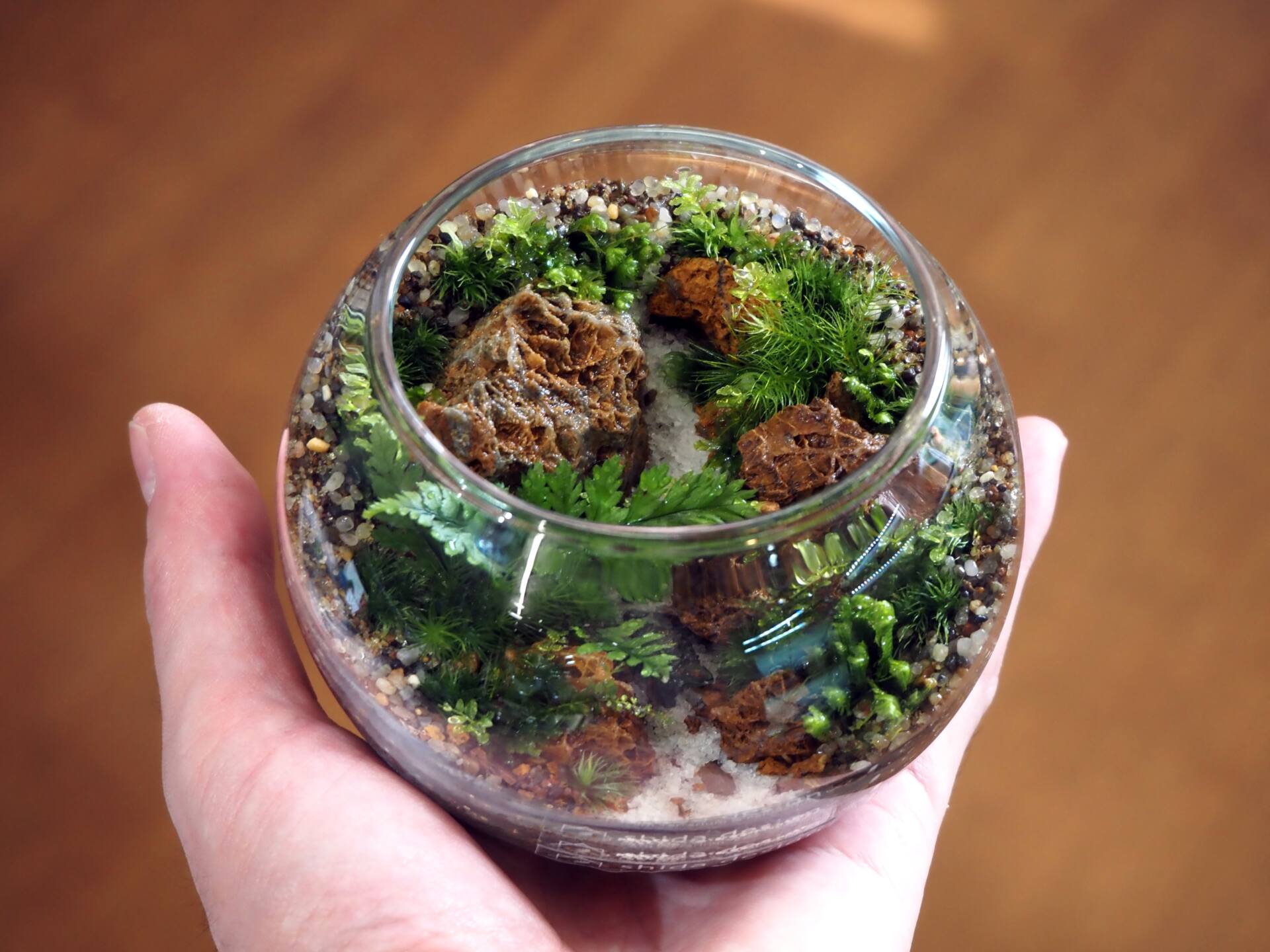 シダと苔のテラリウム　－渓流編－