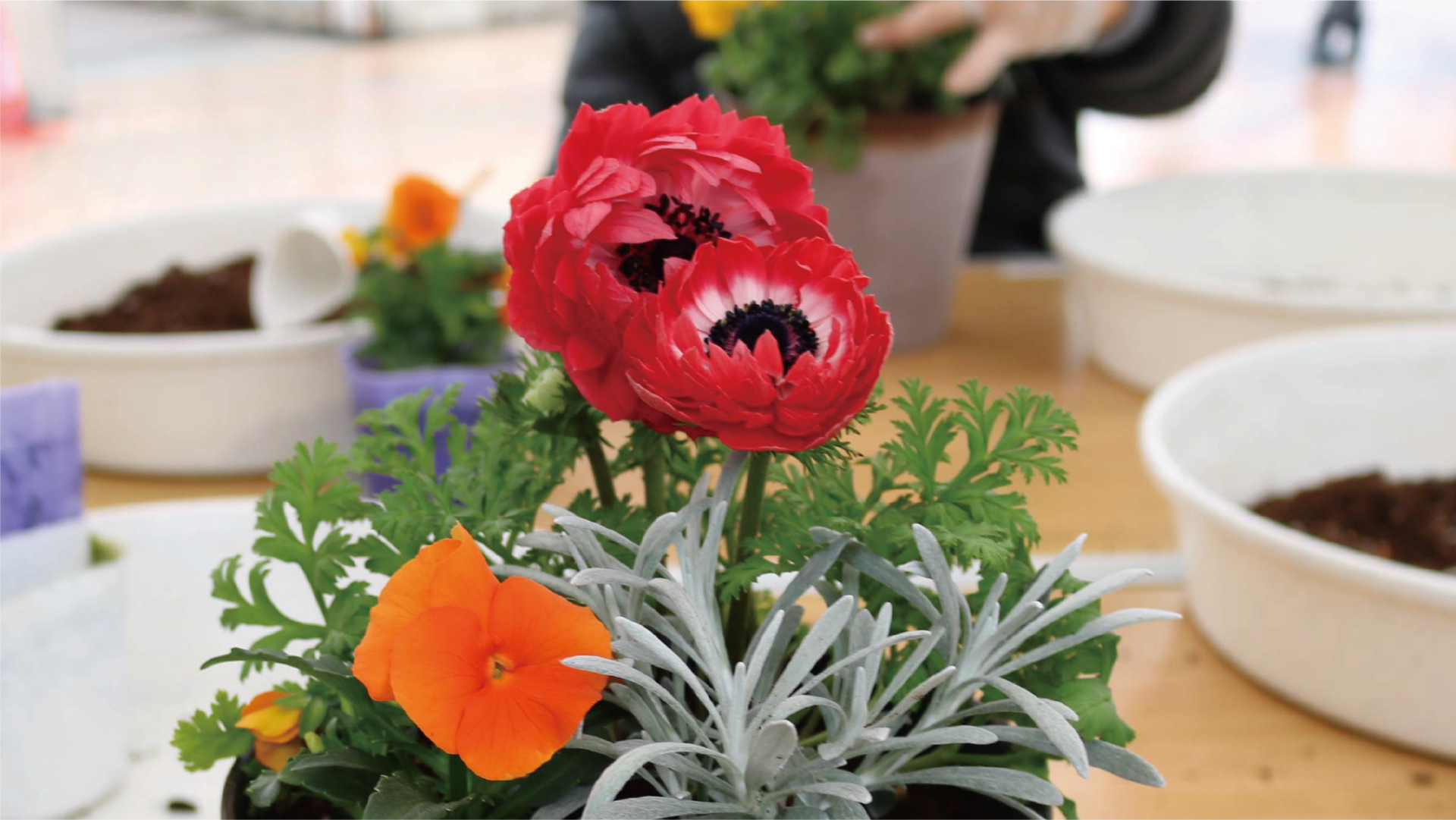 【2/7受付開始】春の寄せ植えワークショップ＠健都レールサイド公園