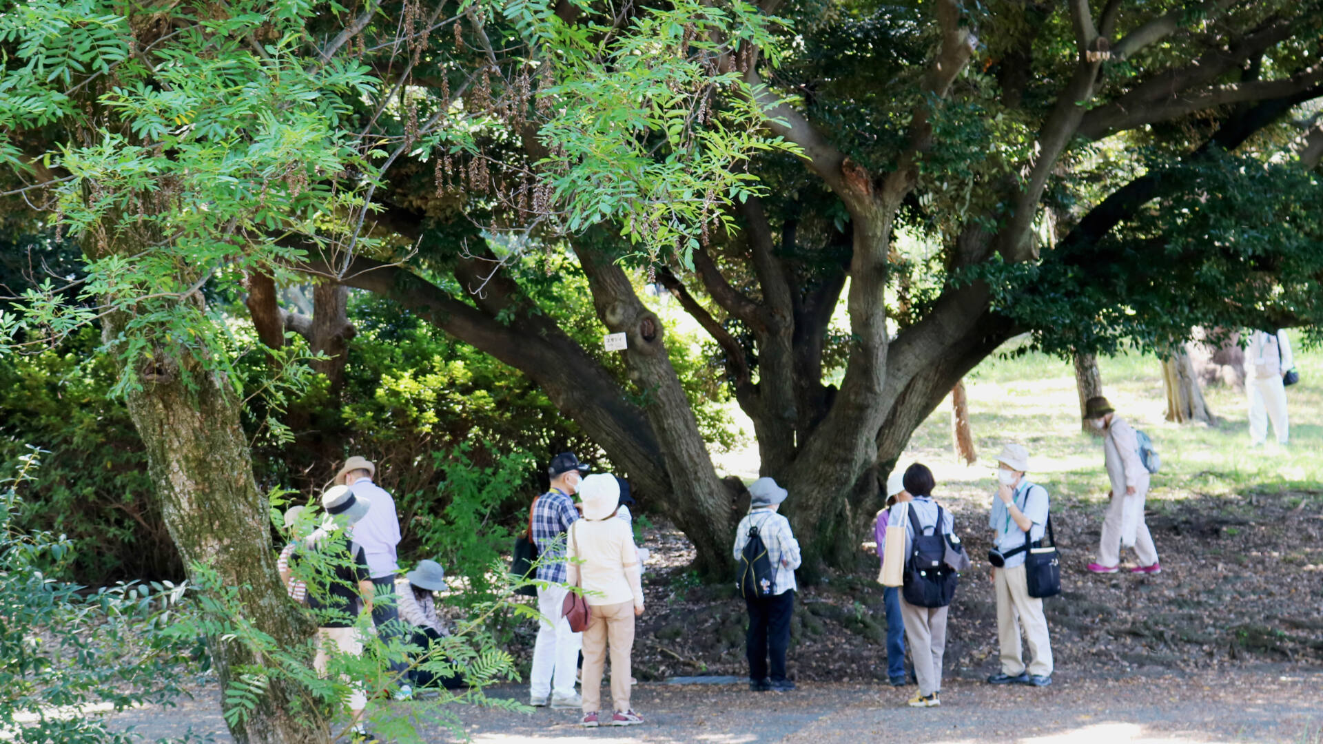 【受付終了しました】すいたの樹木ガイド@緑の散歩道～健都レールサイド公園