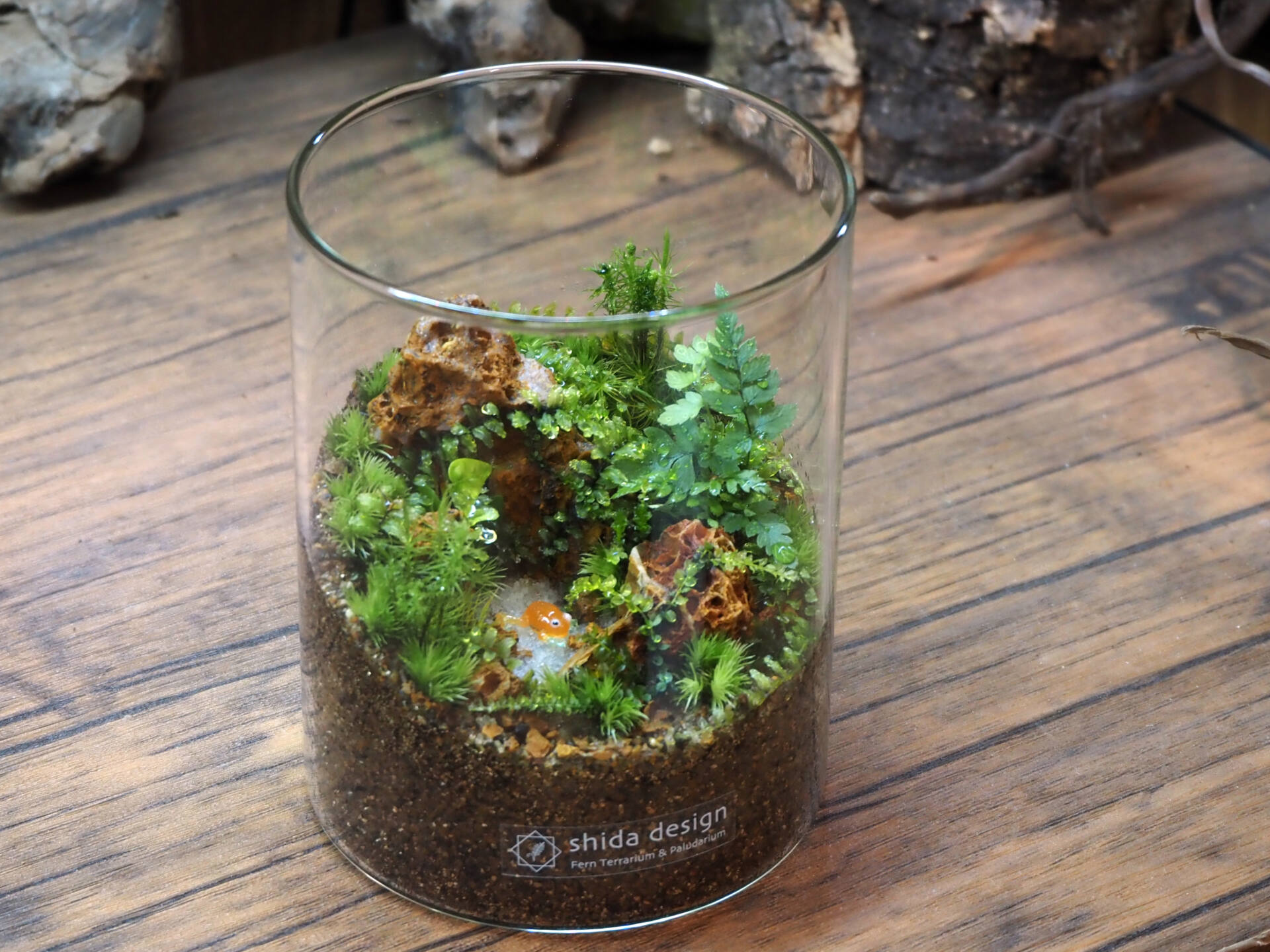 シダと苔のテラリウム ”小さな池編”