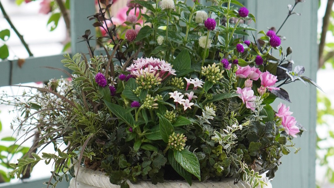 寄せ植えギャザリング講習会2026【初級クラス】 5月 初夏の寄せ植えギャザリング