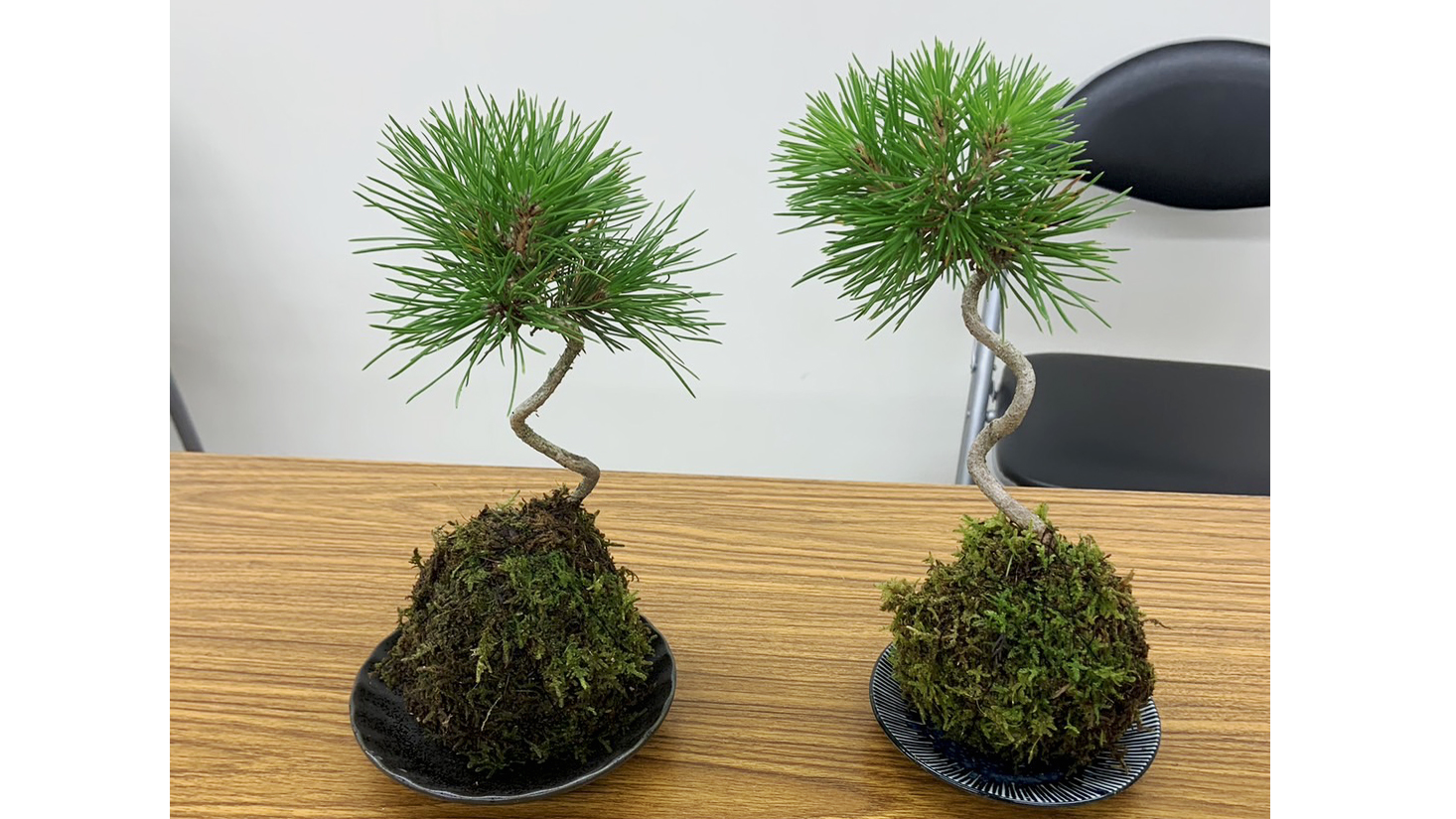 <11/7受付開始>お正月の苔玉づくり