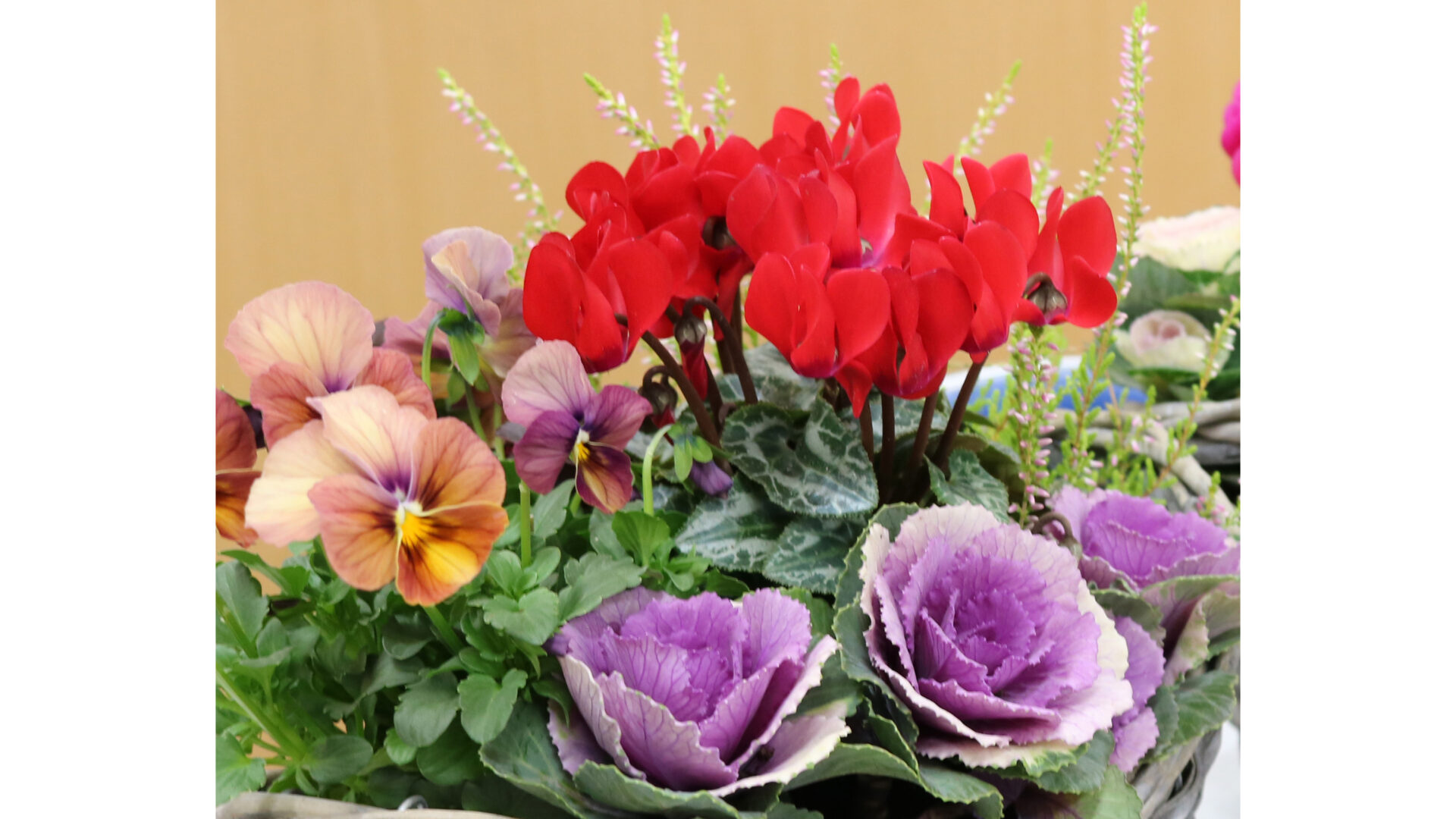 新春を彩る寄せ植え作り＠内本町コミュニティセンター