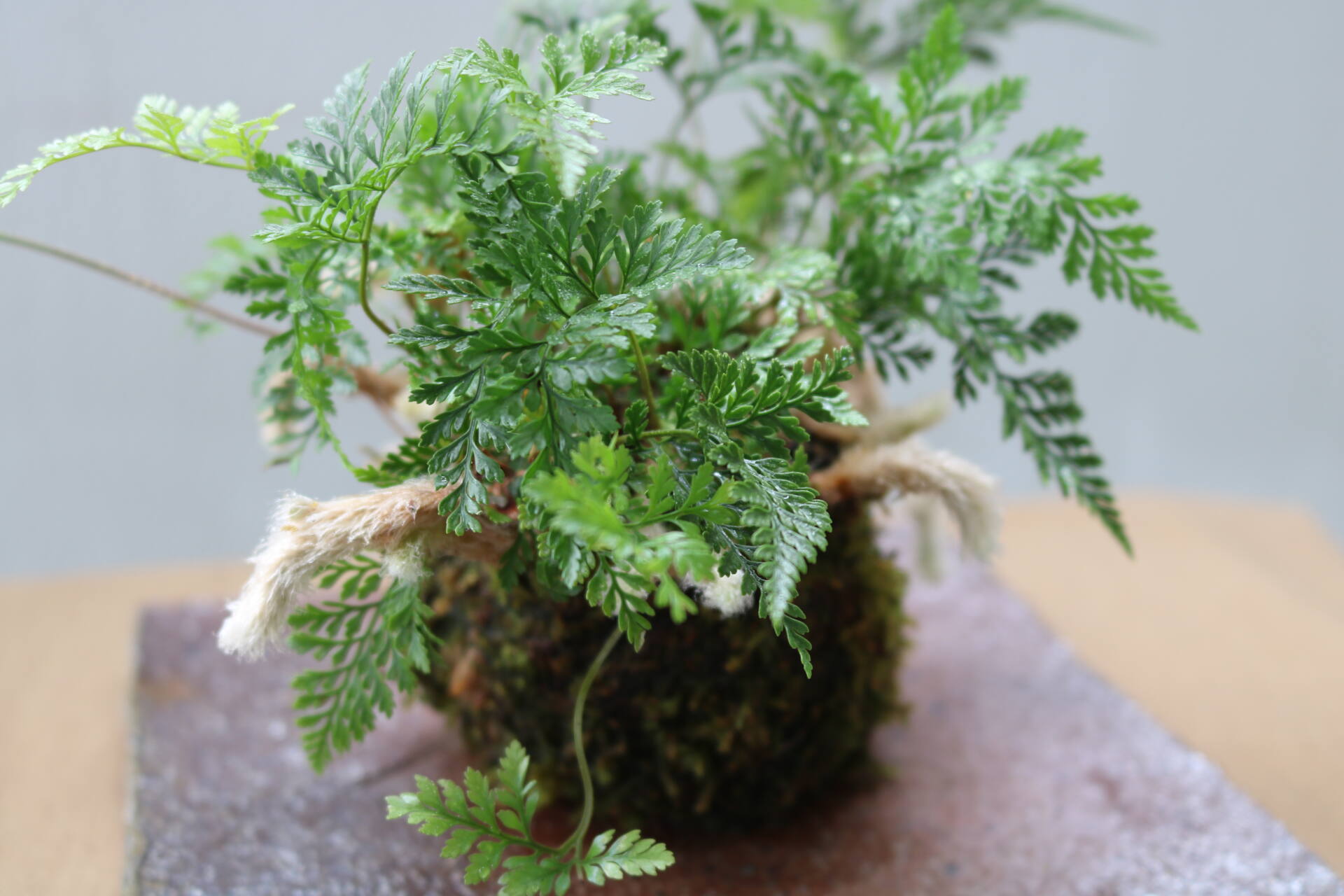 トキワシノブの苔玉づくり