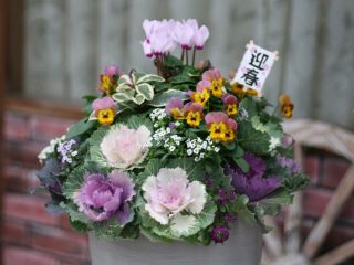 終了しました お正月を楽しむ 豪華ハボタンの寄せ植え 吹田市 花とみどりの情報センター 千里 江坂