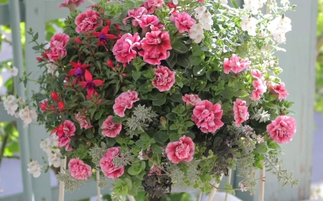 寄せ植えギャザリング講習会2026【初級クラス】　4月 ペチュニアで楽しむ初夏のハンギングバスケット