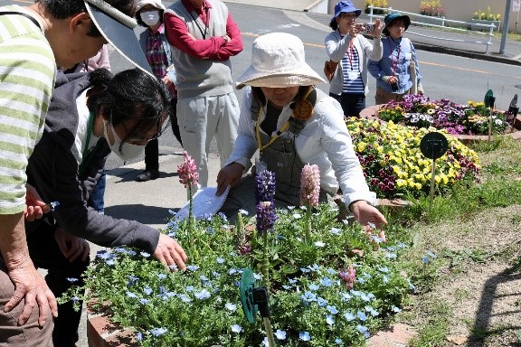 公共花壇