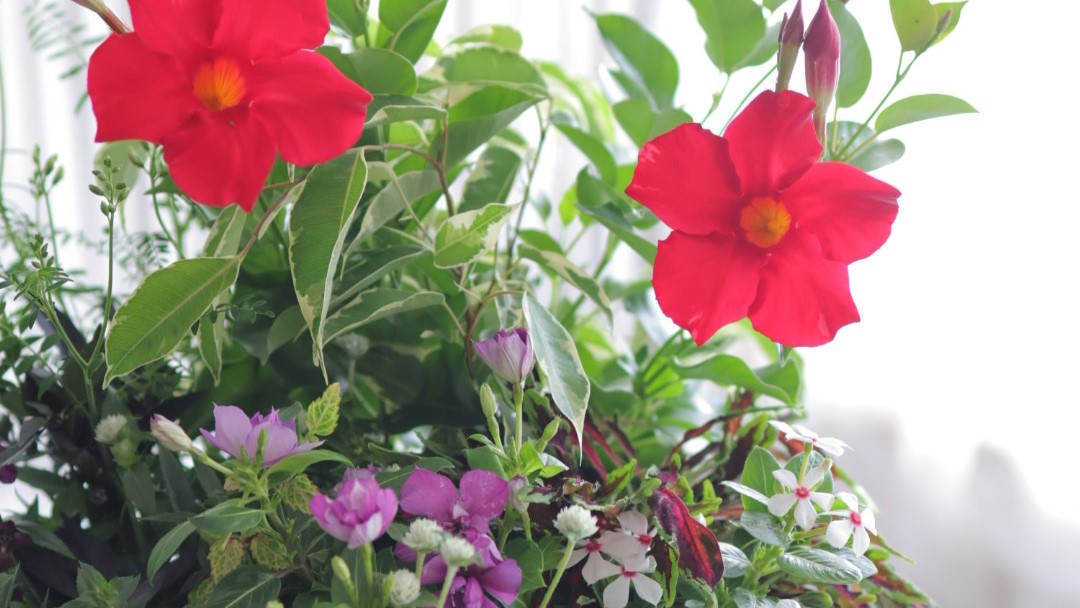 寄せ植えギャザリング講習会2026【初級クラス】　6月 暑さに強い花で寄せ植えギャザリング