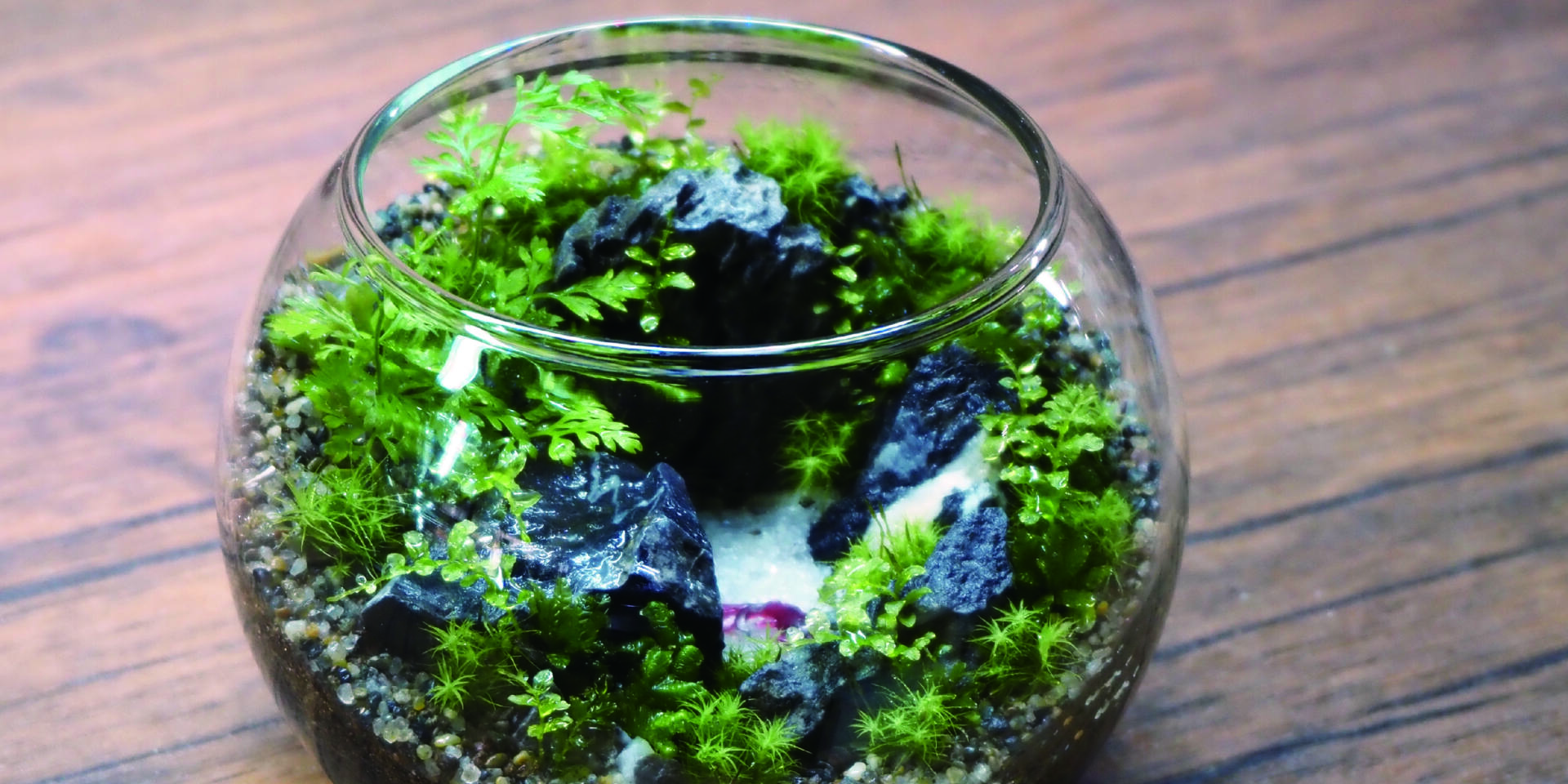 シダと苔のテラリウム ”小さな池編”
