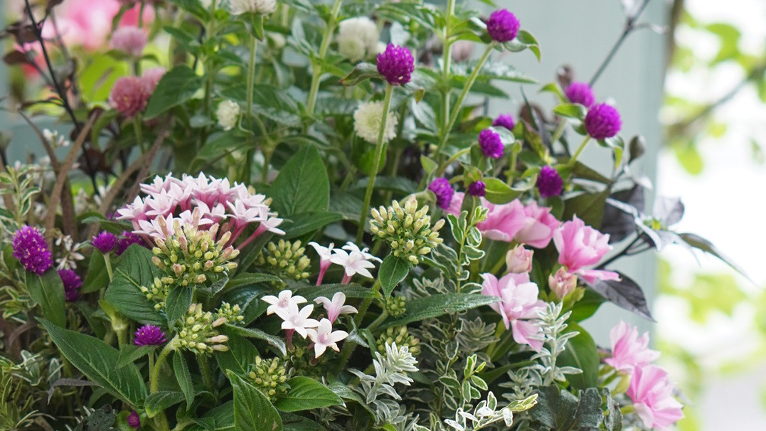 ＜キャンセル待ち受付＞初夏の寄せ植えギャザリング